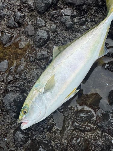 イナダの釣果