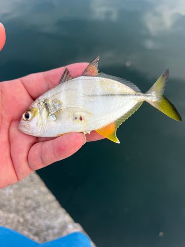 ギンガメアジの釣果