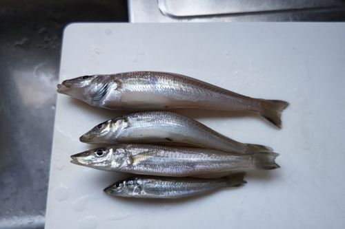 キスの釣果