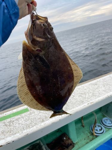 ヒラメの釣果