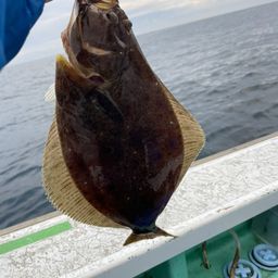 ヒラメ