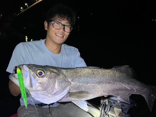 シーバスの釣果