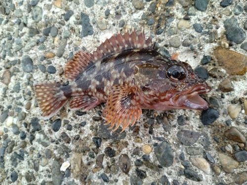 カサゴの釣果