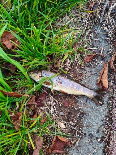 ブラウントラウトの釣果