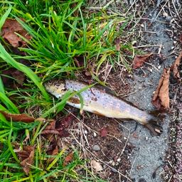 ブラウントラウト