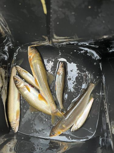 アユの釣果