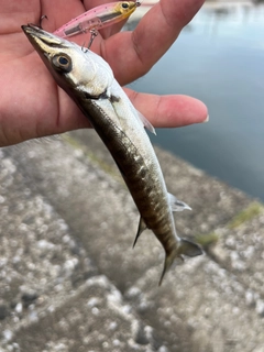 オニカマスの釣果