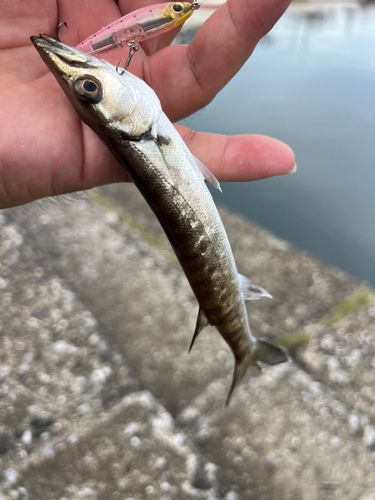 オニカマスの釣果