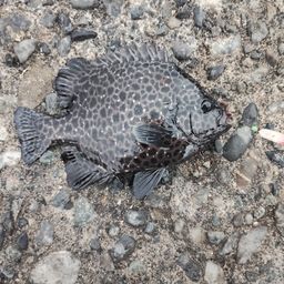 タカノハダイ