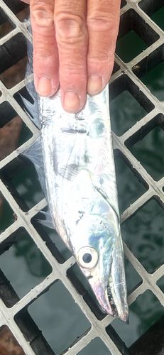 豊浜漁港