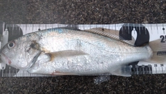 イシモチの釣果