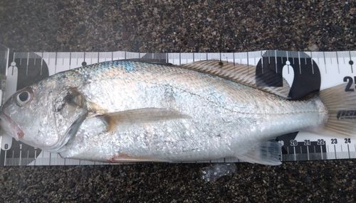 イシモチの釣果