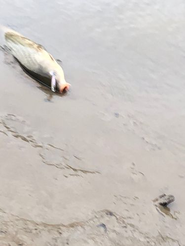 コイの釣果