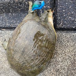 ラージマウスバス