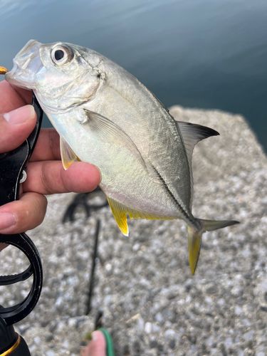 ギンガメアジの釣果