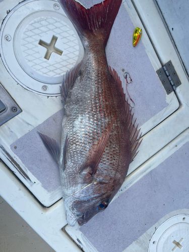 タイの釣果
