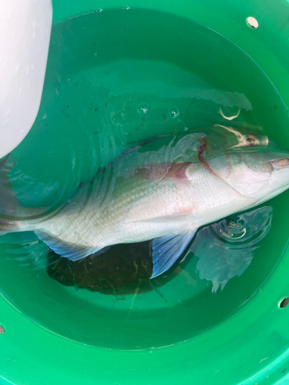 452さんの釣果 2枚目の画像