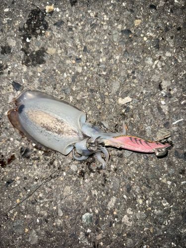 シリヤケイカの釣果