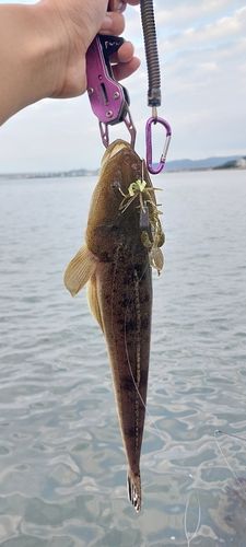 マゴチの釣果