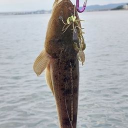 マゴチ