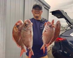 マダイの釣果