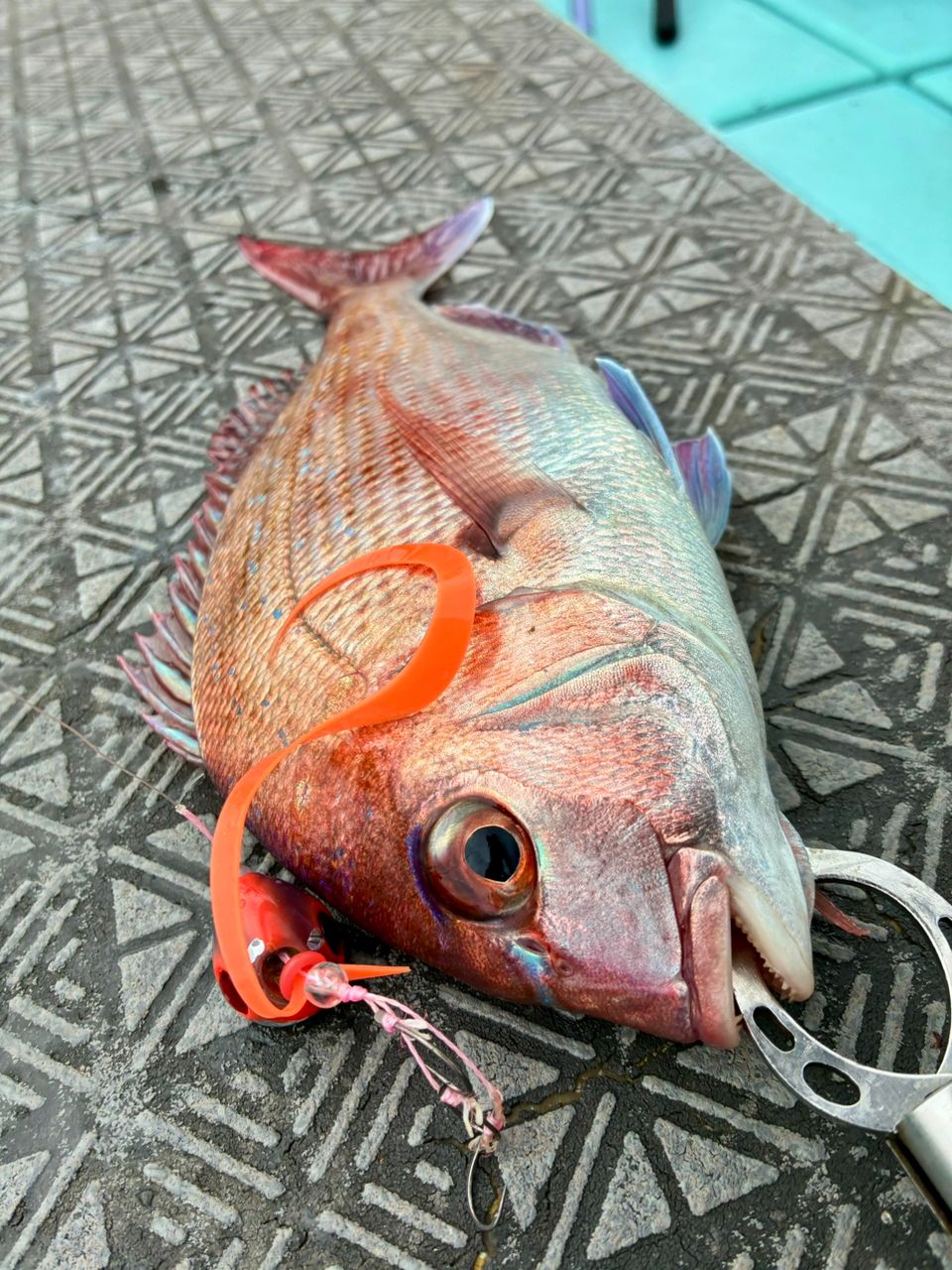 わじゅけんさんの釣果 2枚目の画像