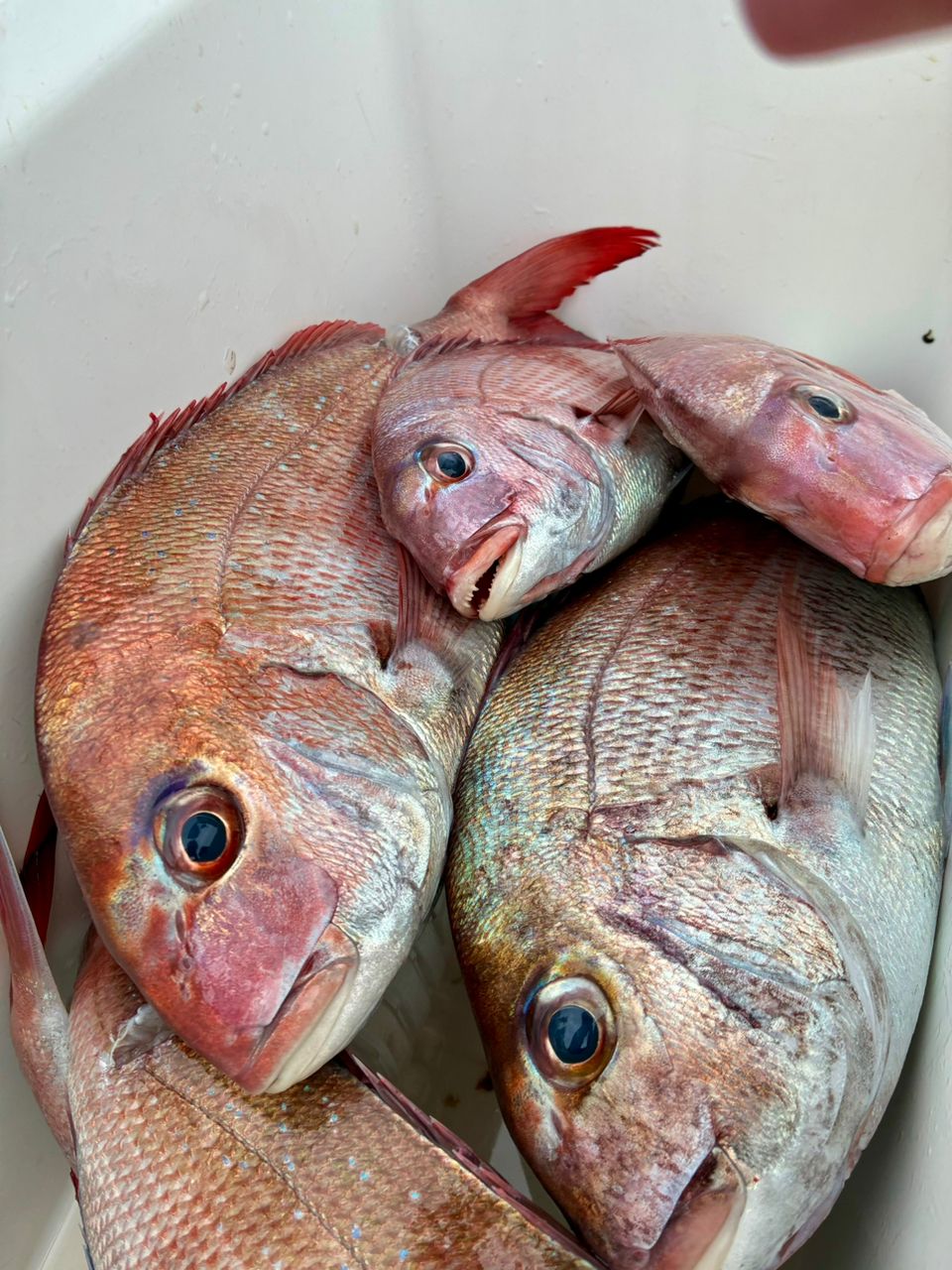わじゅけんさんの釣果 3枚目の画像