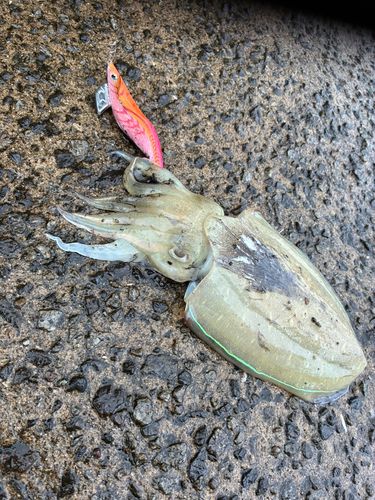 モンゴウイカの釣果