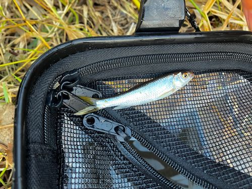 オイカワの釣果