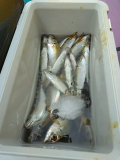 マアジの釣果