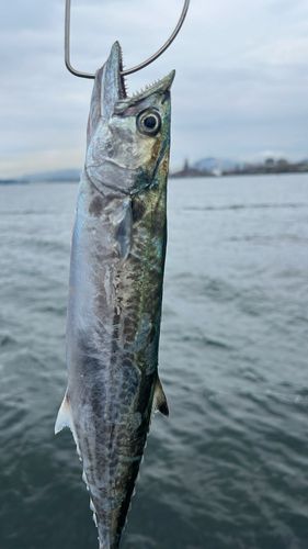 サゴシの釣果
