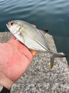 ギンガメアジの釣果