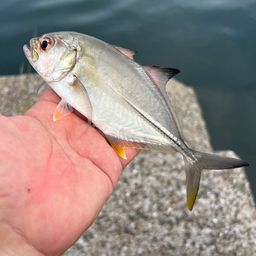 ギンガメアジ