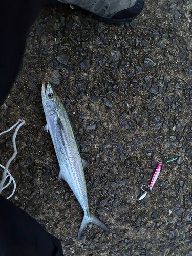 サゴシの釣果