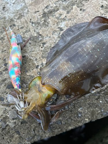 アオリイカの釣果