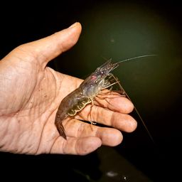 テナガエビ