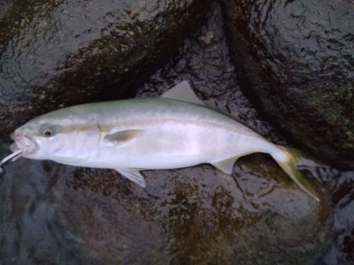 ツバイソの釣果