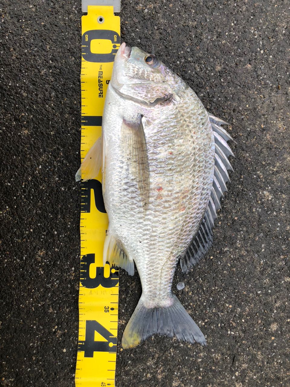 SHIMANO 20ブレニアス BB S70MLの最安値・インプレ・釣果 | 本音の