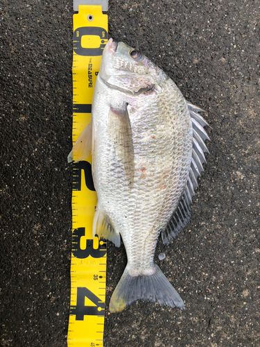 キビレの釣果