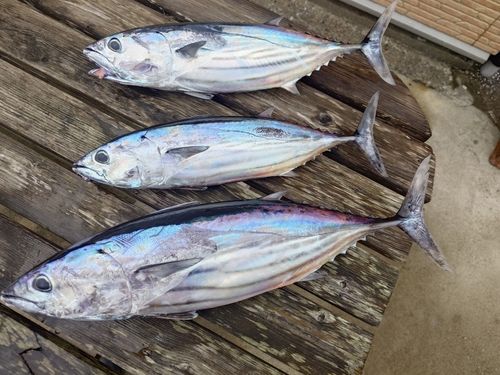 カツオの釣果