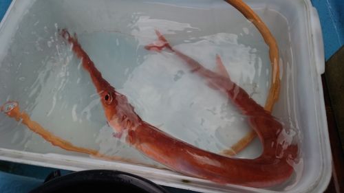 アカヤガラの釣果