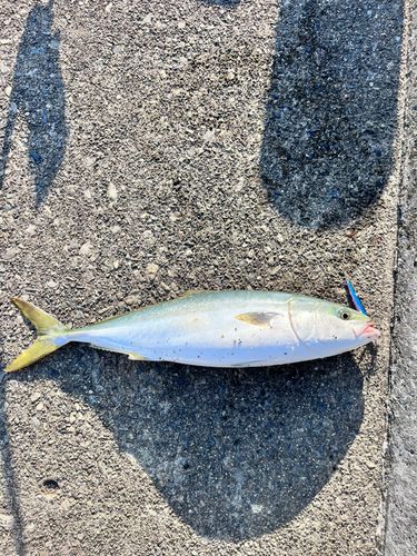 イナダの釣果