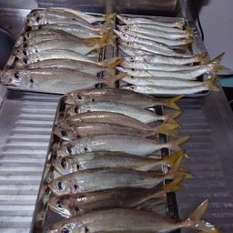 アジ