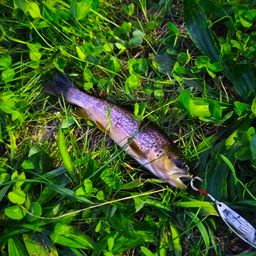 ブラウントラウト