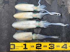 アオリイカの釣果