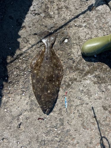 ヒラメの釣果