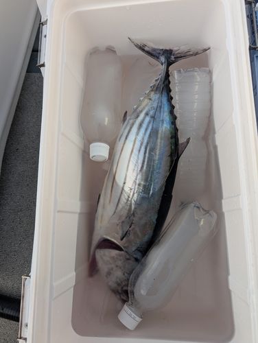 カツオの釣果