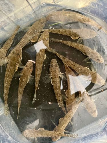マハゼの釣果