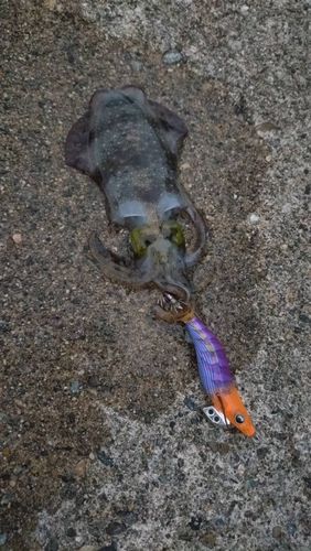 アオリイカの釣果