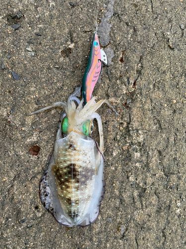 アオリイカの釣果